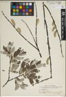 Foto von Salix lapponum L.